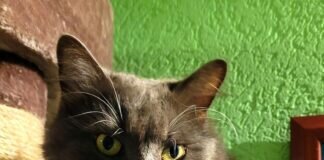 Kater “Katerchen”! Zuhause gefunden!