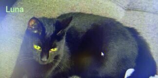 Zwei Not”fellchen” auf Wohnungssuche!