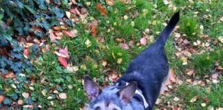 Hundeopi in Not! Zuhause gefunden!