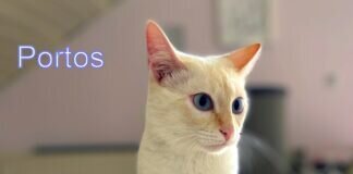 Zwei liebenswerte Schönheiten! Zuhause gefunden!