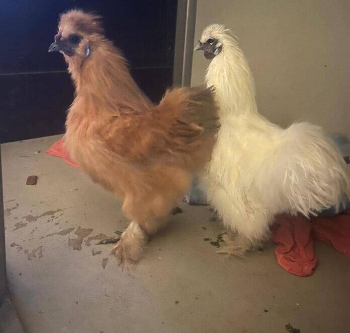 316458750_598692058691443_4999538106302448365_n