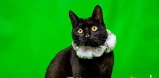 🎄 Unser Tierheim Adventskalender am 07.12.2022 🎄