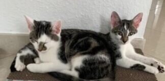 🎄 Unser Tierheim Adventskalender am 11.12.2022 🎄