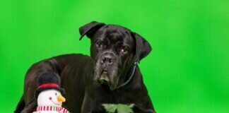 🎄 Unser Tierheim Adventskalender am 09.12.2022 🎄