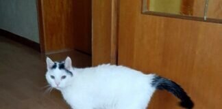 Dringender Notfall – Kater Ra