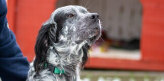 Charmeur HARRY – VERMITTELT –