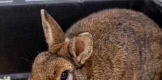 Zurückhaltende Kaninchendame – BERTA –