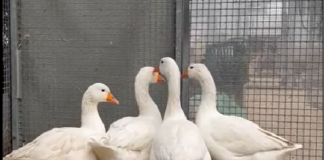 Die Gänsegang MARTIN, OLIVER, ADA und HELMI – VERMITTELT –