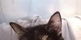 Sehr selbstbewusst und gesprächig – VERONA –