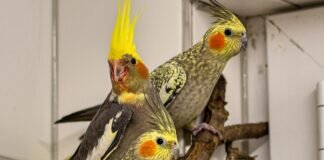 Unsere Nymphensittiche