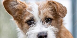 Fröhlich und keck – STRUWWELPETRA –