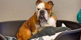 Ruhig und zurückhaltend FIONA – VERMITTELT –