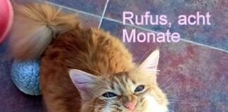 Rufus, der Herzensbrecher!Zuhause gefunden!