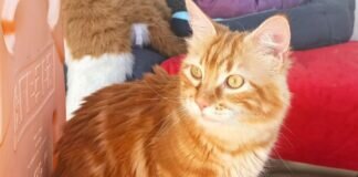 Zwei Schönheiten mit “Puschelschwanz” Zuhause gefunden!