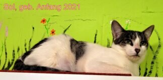 Sol der Sonnenanbeter!