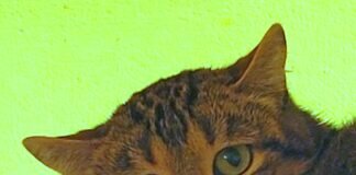 Tigerkatze Lia! Zuhause gefunden!