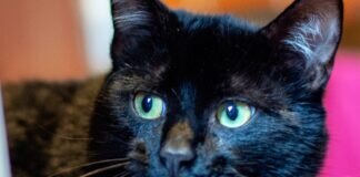 Menschenbezogener SANDRO