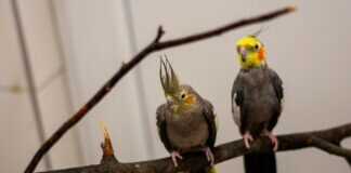 Unsere Nymphensittiche