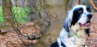 Kuschelhund Marinos! Zuhause gefunden!