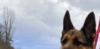 Lisa- ein Schäferhund mit vielen Talenten!