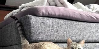 Botas, die Herzenskatze! Unsere Prinzessin regiert in ihrem neuen Zuhause!