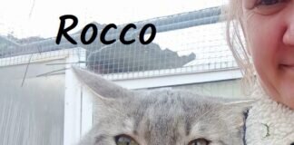 Rocco möchte Ihr Herz und Ihr Heim erobern!
