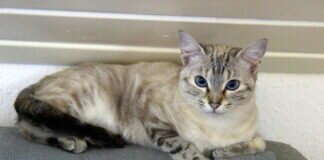 Thaisiam Shelem! Zuhause gefunden!