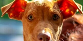 Wirbelwind NEO – VERMITTELT –