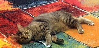 Roda ist auf dem Sprung, Ihr Herz zu erobern.