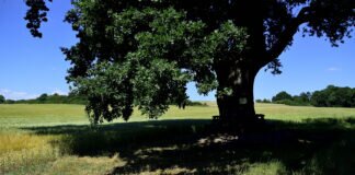 Tag des Baumes – die ElsaRuh.