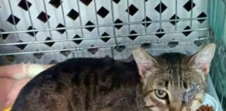 Rufo meldet sich zu Wort! Rufo ist adoptiert und zieht nach Marburg!