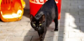 Verschmust und menschenbezogen – LILLY