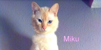 Miku darf leben! Zuhause gefunden!