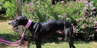 Elegante Schönheit Sola! Traumzuhause gefunden!