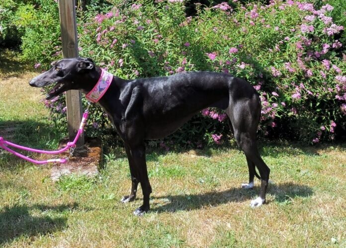 IMG_20230624_142742_edit_1534916714454329_resized_20230627_033608934