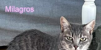 Der hübsche Tigerkater Milagros!