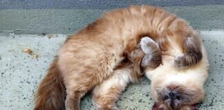 Einzelprinz Mavi! Zuhause gefunden!