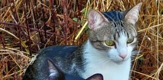 Zwei Katzen zum verlieben!