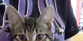 Katzenkind auf Timmy auf Wohnungssuche!