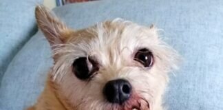 Hundeopi und seine Freundin suchen neuen Wirkungskreis! Zuhause gefunden!