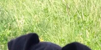 Hundeteenager suchen ein Zuhause! Drei Welpen vermittelt!