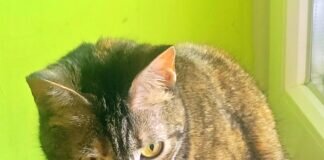 Schmusemieze Reina! Zuhause gefunden!