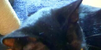 Rabenschwarzer Herzensbrecher ! Zuhause gefunden!