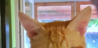 Rote Katerschönheit Valentin!