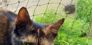 Herzenskätzchen Mae!