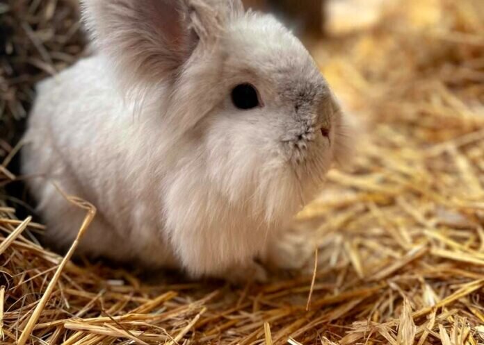 356521962_794541528710638_6283746701714148416_n_inPixio