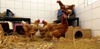 6 Hühner- VERMITTELT –