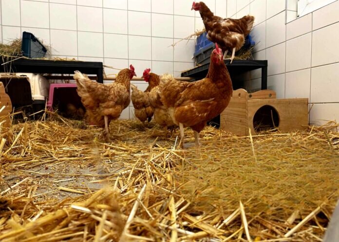 359557894_1491492071632632_7615795233898993377_n_inPixio