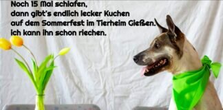 Nicht vergessen! Sommerfest im Tierheim Gießen!