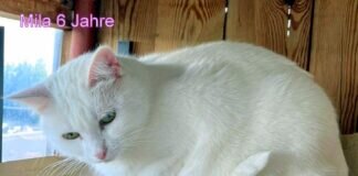 Ungewolltes Erbe! Vermittelt!